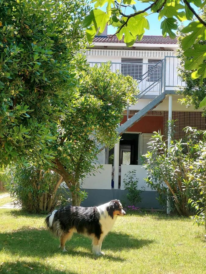 Apartmán .....Und Der Hund Darf Mit Privlaka  Exteriér fotografie
